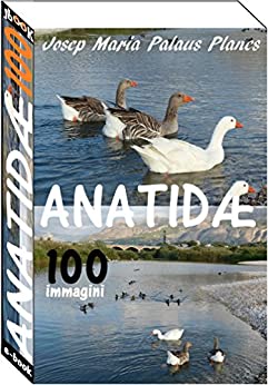 Anatidæ (100 immagini)