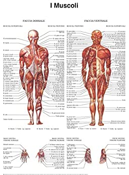 Poster di muscoli – Quick Reference Chart